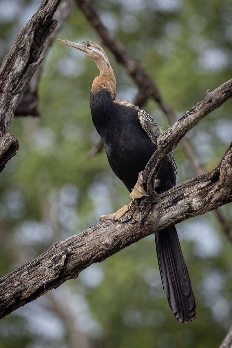 アフリカヘビウ - ML646392796