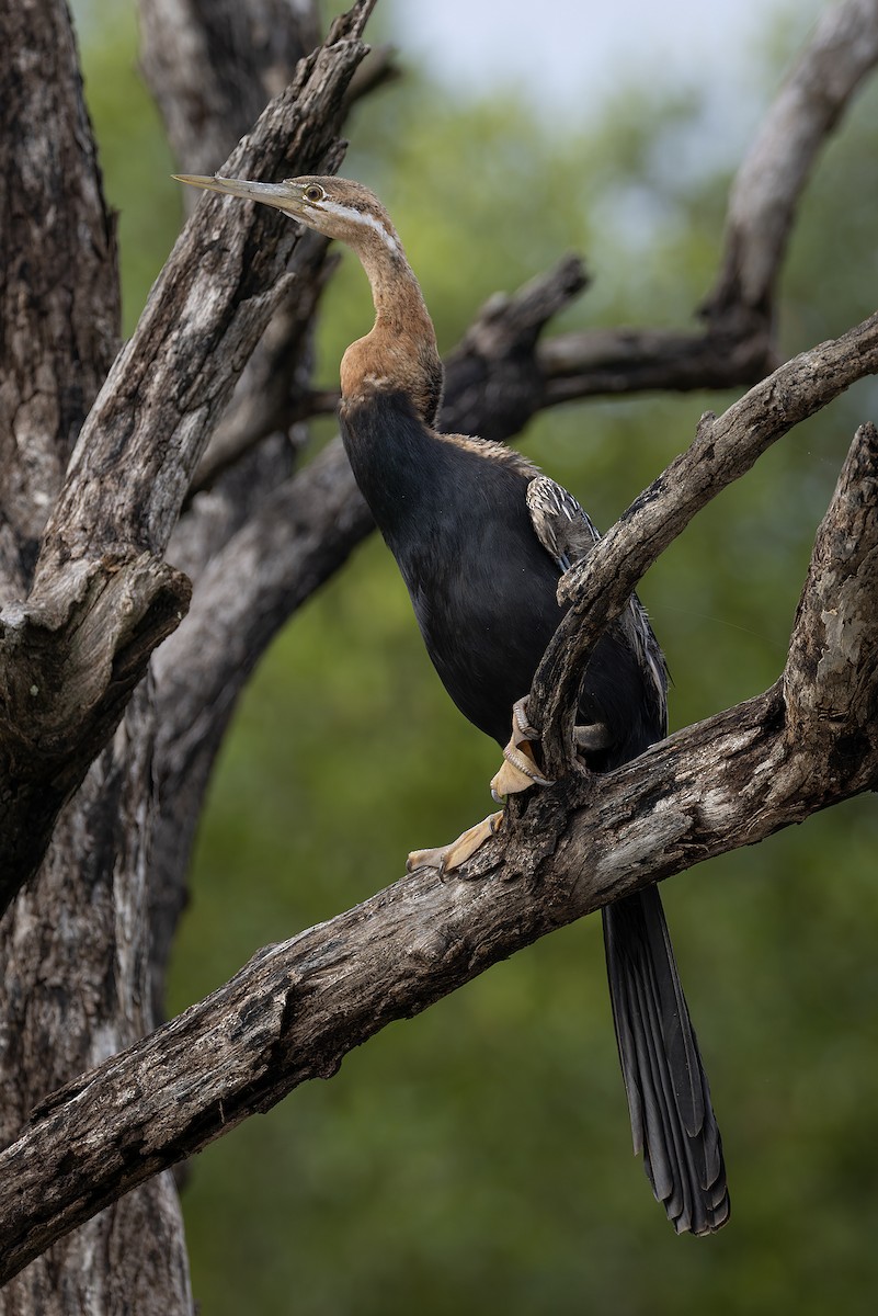 アフリカヘビウ - ML646392797