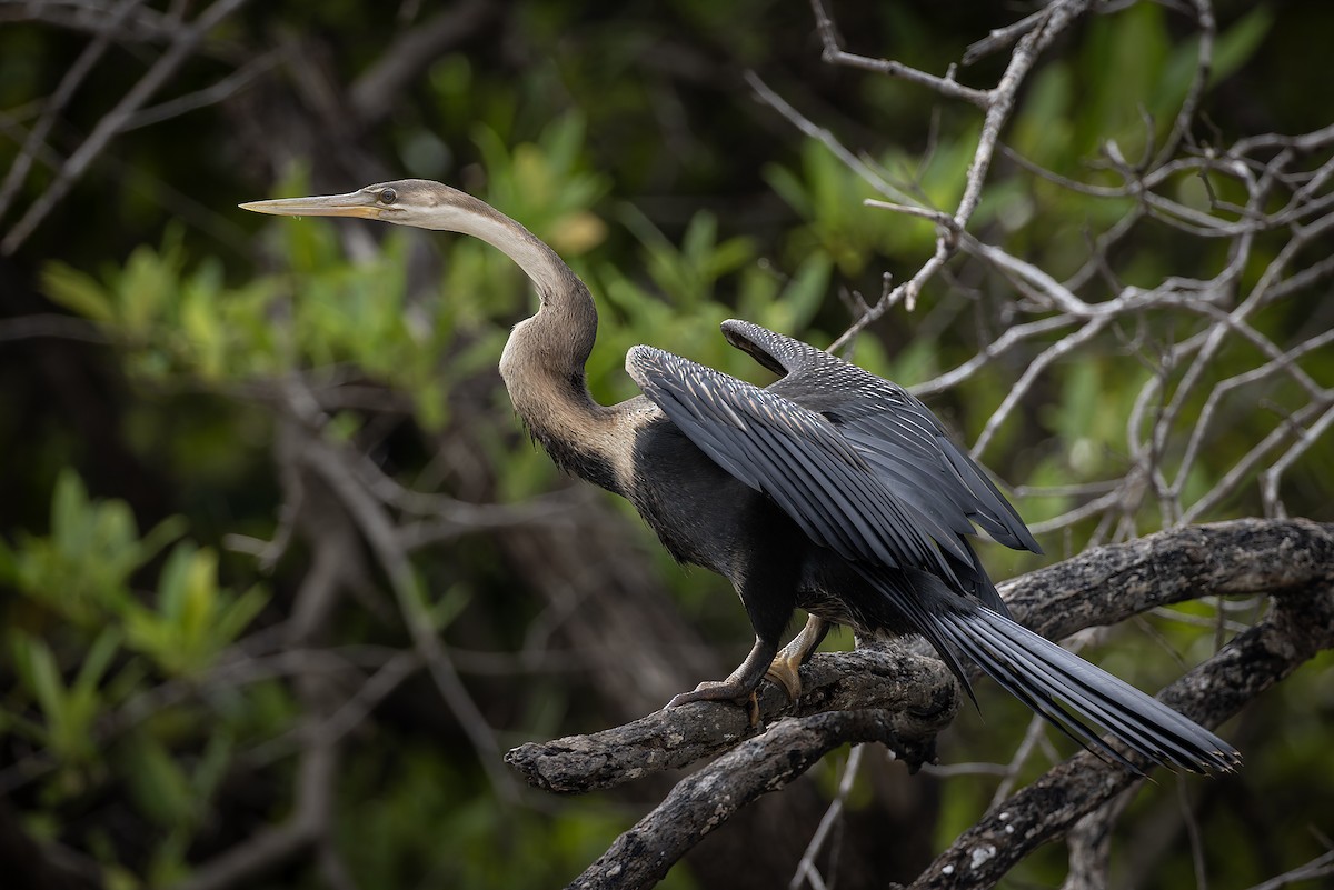 アフリカヘビウ - ML646392798