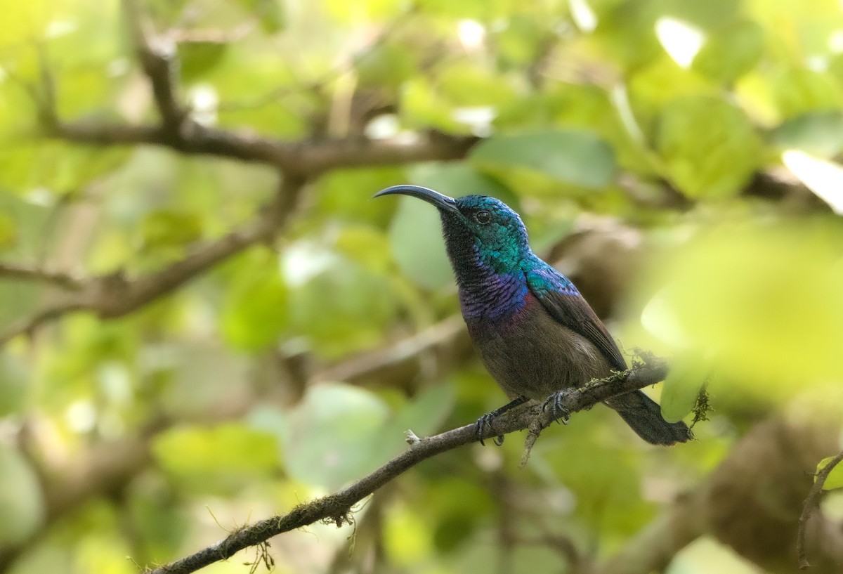 クリムネタイヨウチョウ - ML646392799