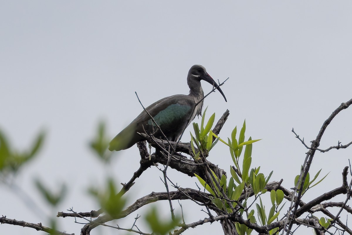 hadadaibis - ML646392801