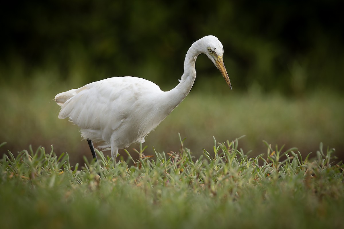 Yellow-billed Egret - ML646392809