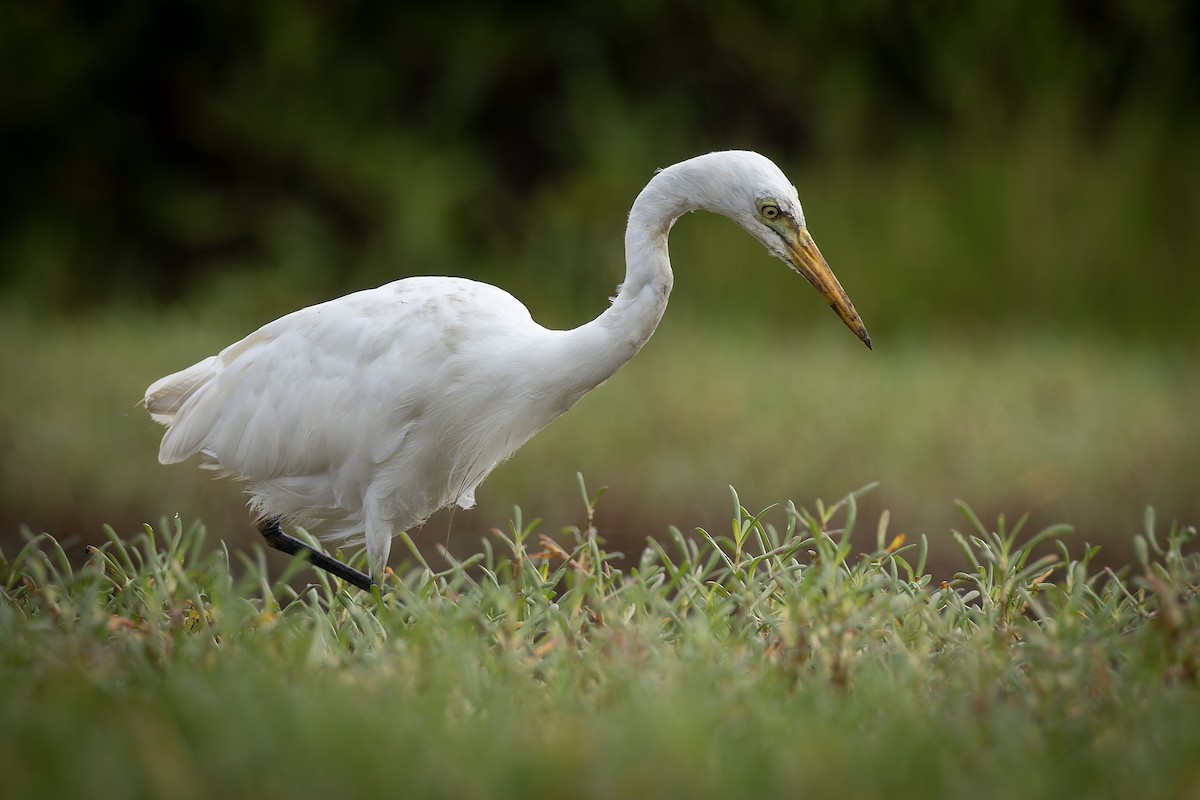 Yellow-billed Egret - ML646392810