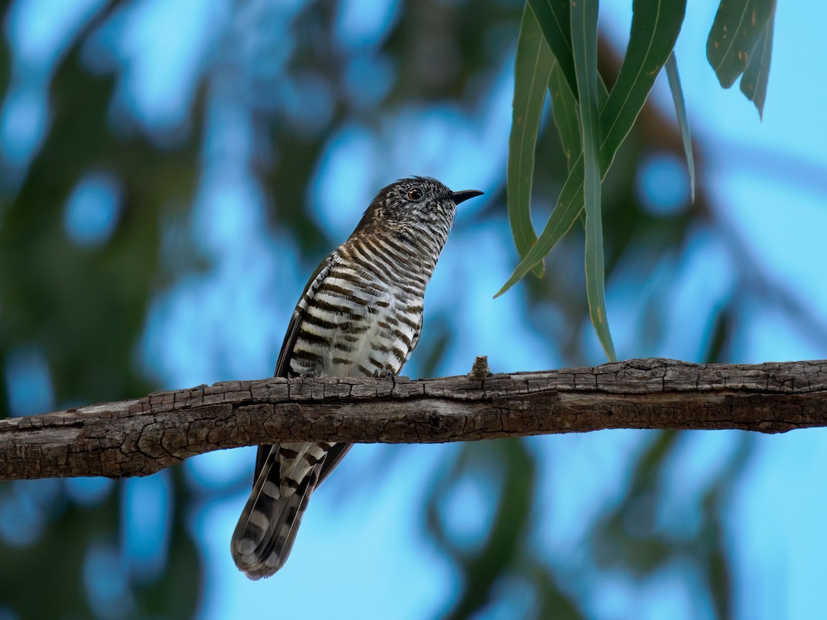 Shining Bronze-Cuckoo - ML646392811