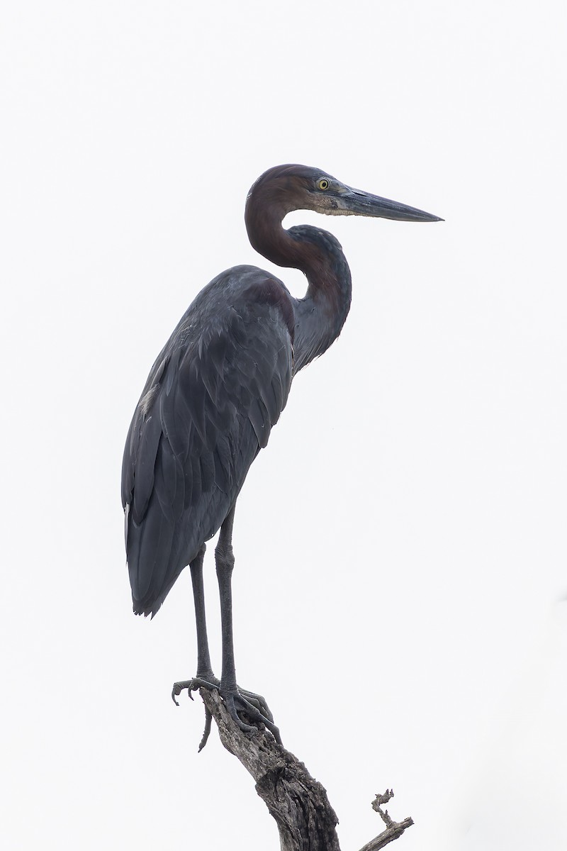 Goliath Heron - ML646392814