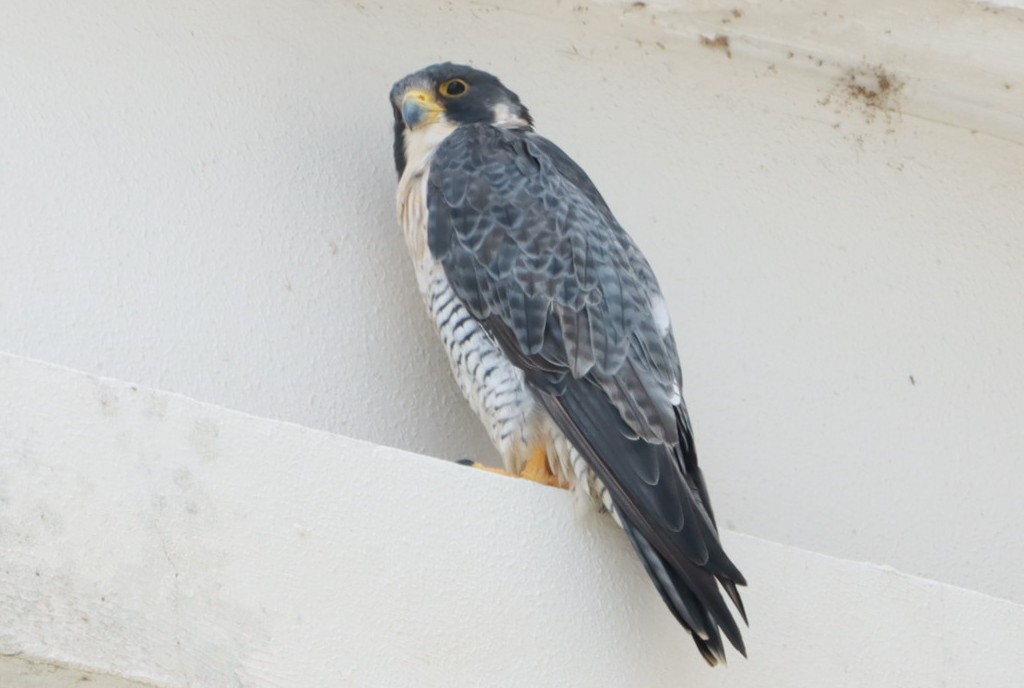 Peregrine Falcon - ML646392815
