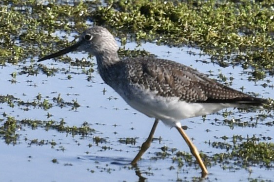 Greater Yellowlegs - ML646392816