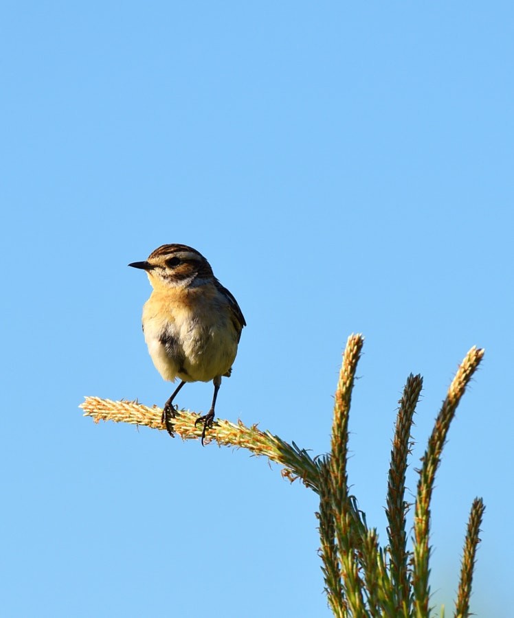 דוחל חום-גרון - ML646392817