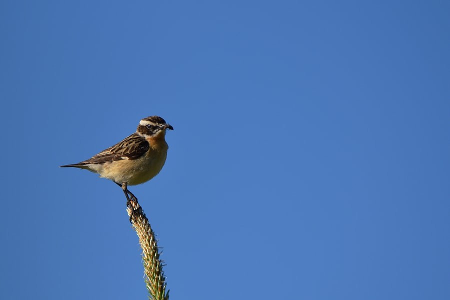 דוחל חום-גרון - ML646392818