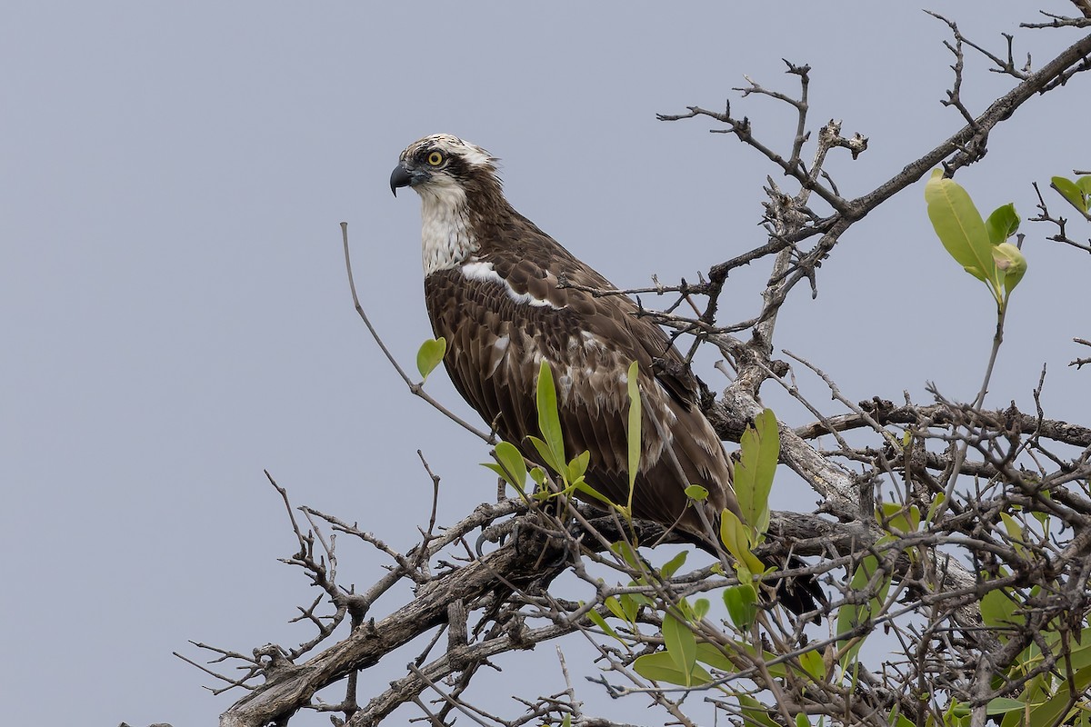 Osprey - ML646392819