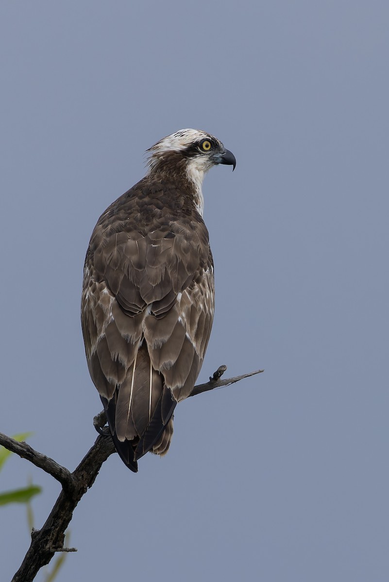 Osprey - ML646392820