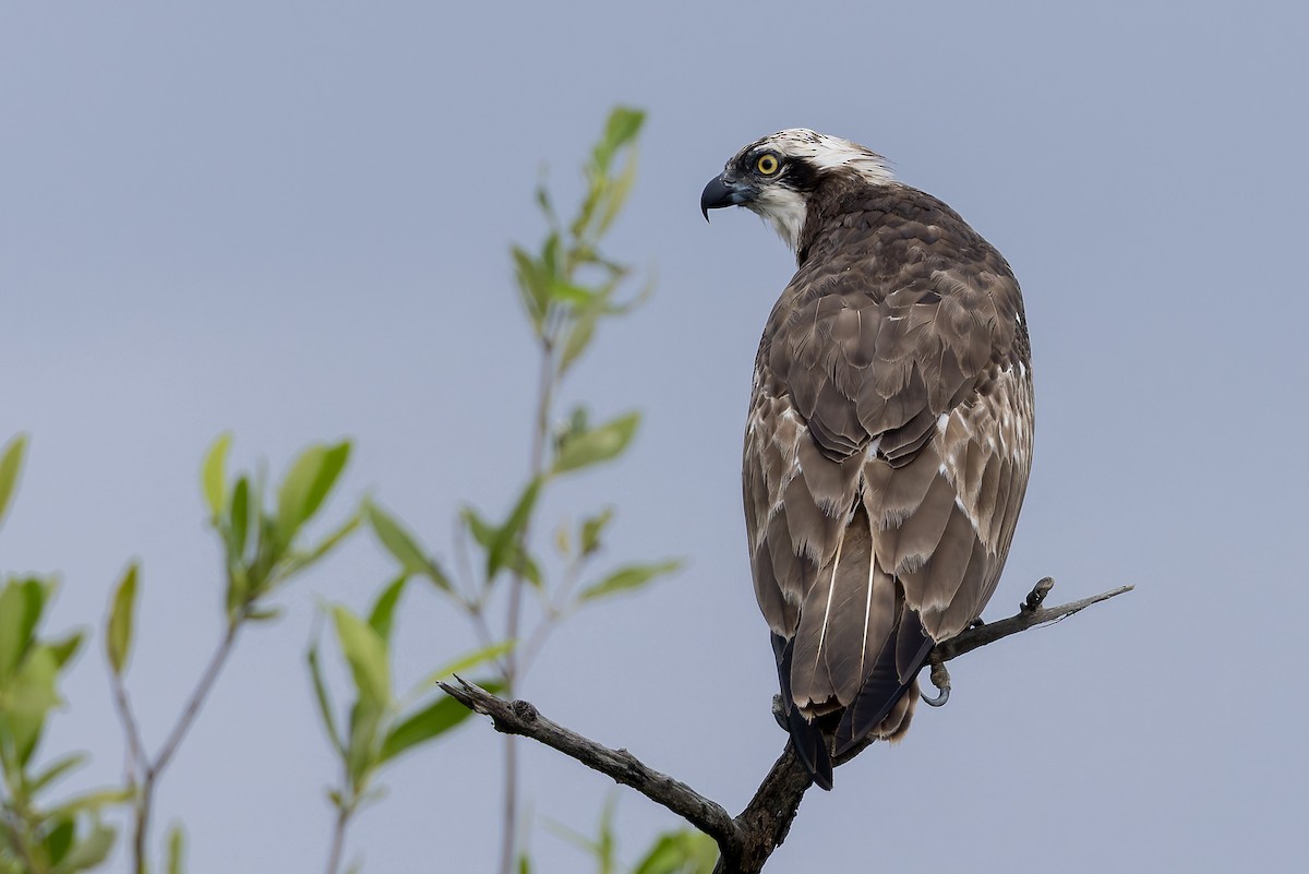 Osprey - ML646392821