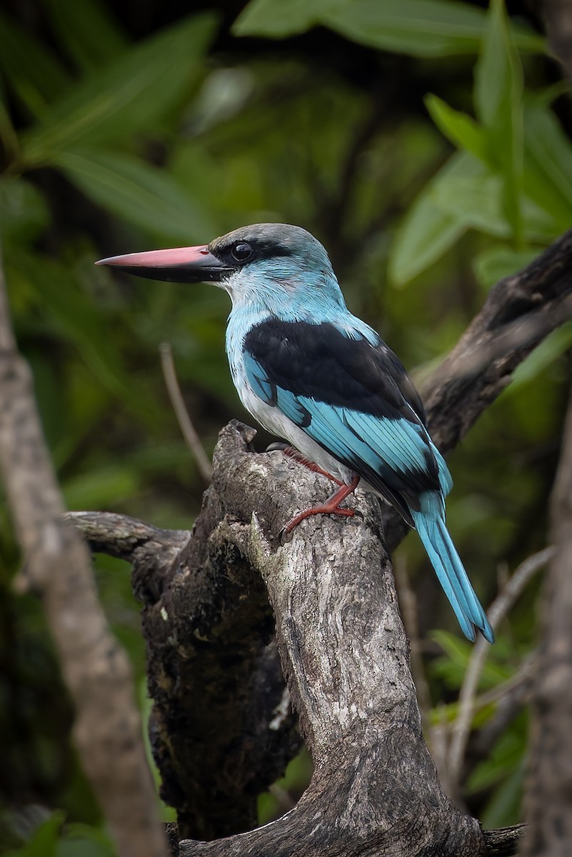 Blue-breasted Kingfisher - ML646392825