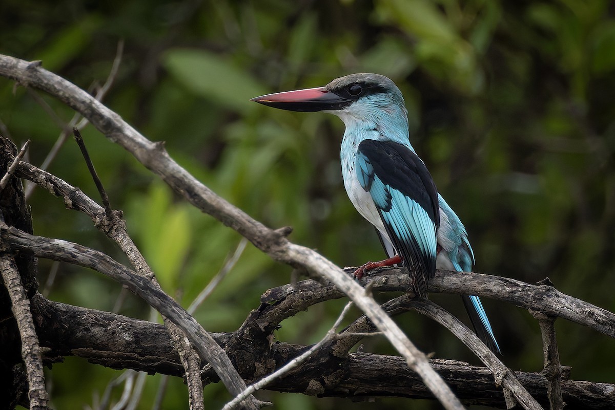 Blue-breasted Kingfisher - ML646392826