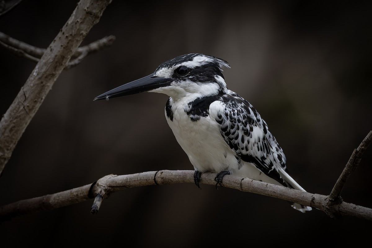 Pied Kingfisher - ML646392827