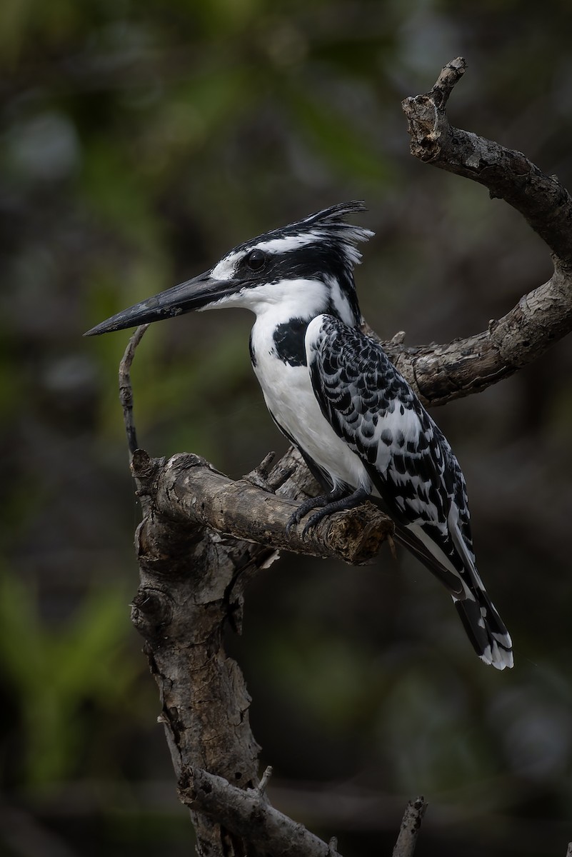 Pied Kingfisher - ML646392828