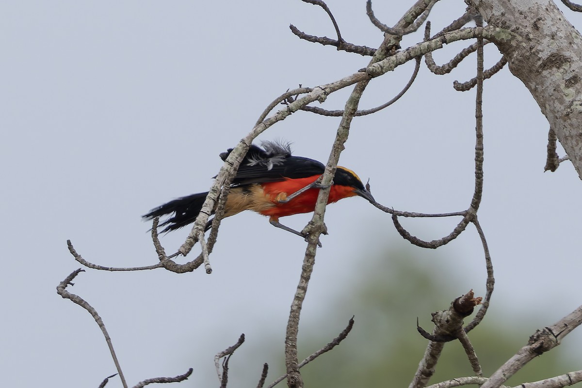 Yellow-crowned Gonolek - ML646392829