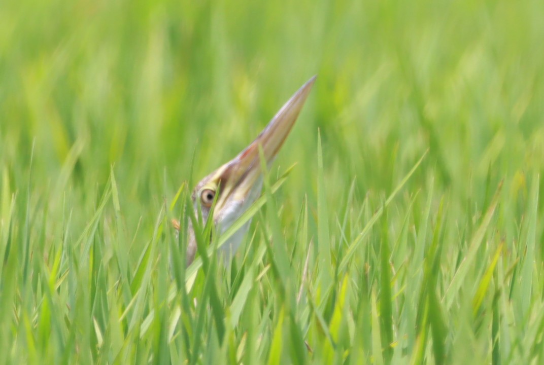 Pinnated Bittern - ML646392830