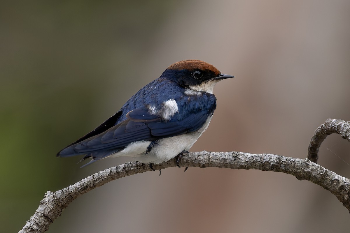 Wire-tailed Swallow - ML646392833