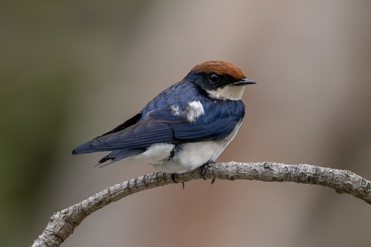 Wire-tailed Swallow - ML646392834