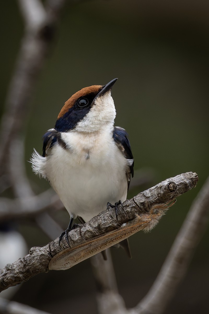 Wire-tailed Swallow - ML646392835