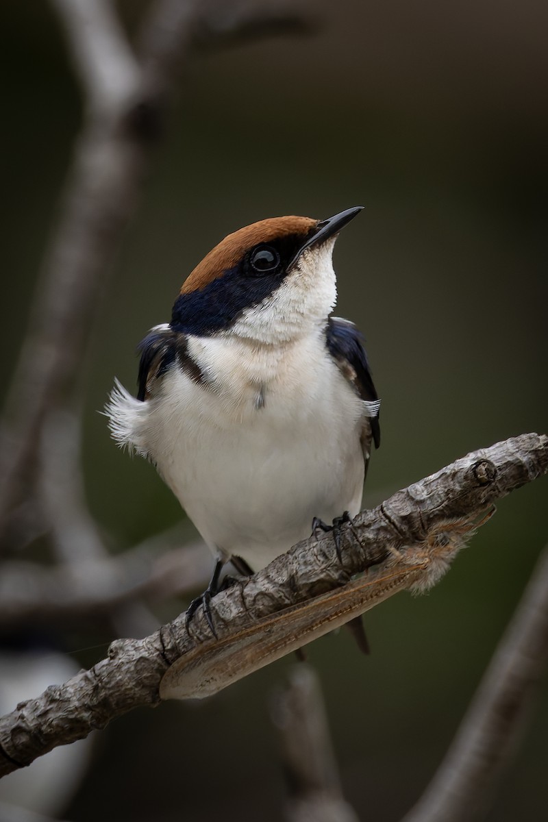 Wire-tailed Swallow - ML646392836