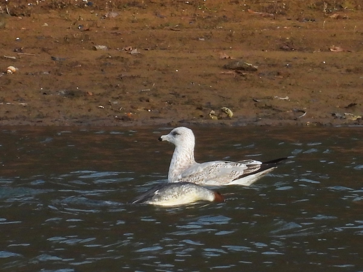American Herring Gull - ML646392837