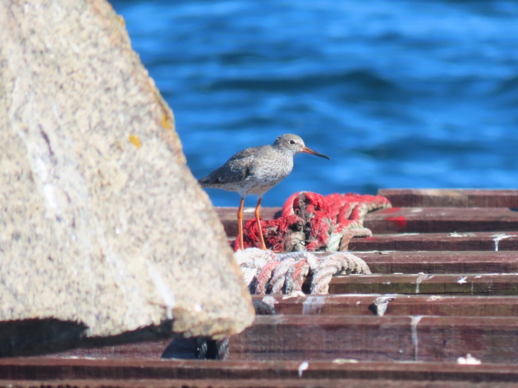 Common Redshank - ML646392839