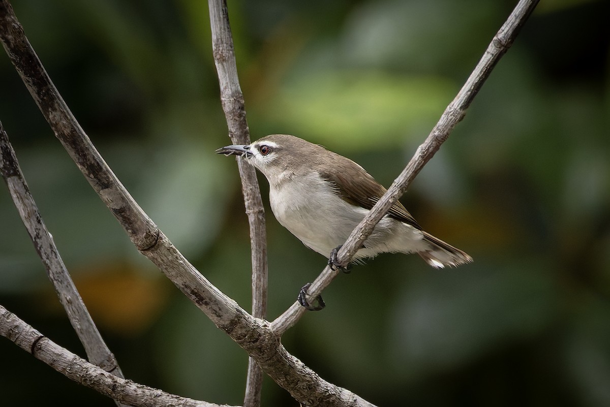 Mouse-brown Sunbird - ML646392840