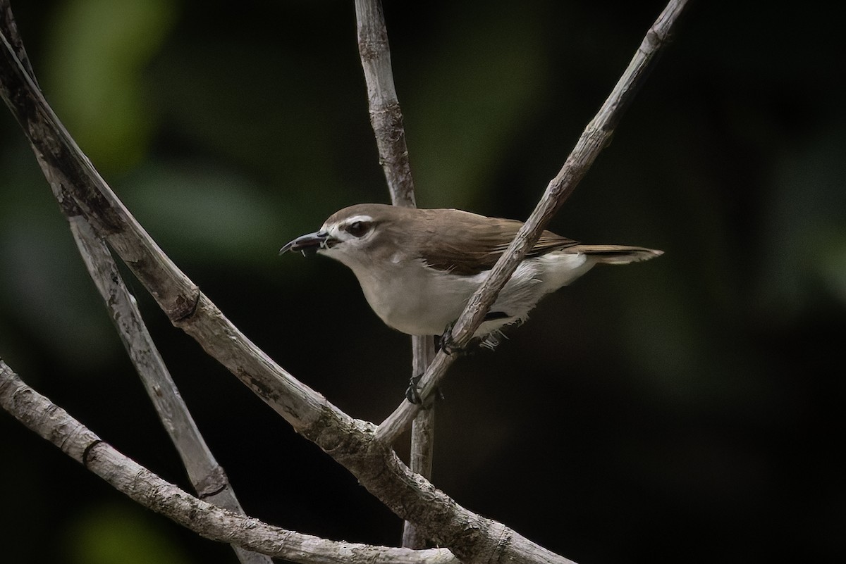 Mouse-brown Sunbird - ML646392841