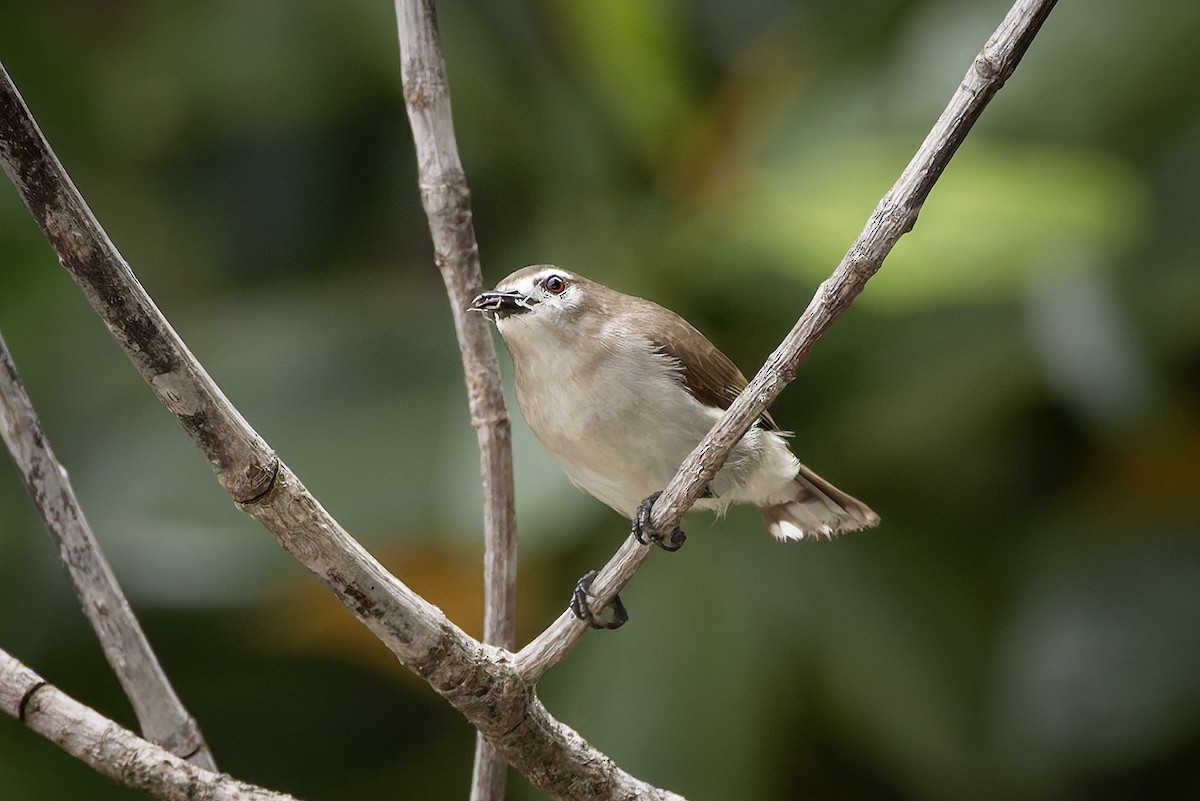 Mouse-brown Sunbird - ML646392842