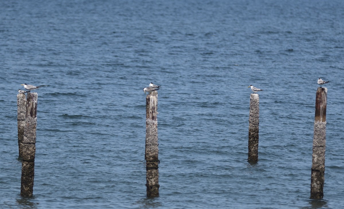 Крячок жовтодзьобий - ML646392843