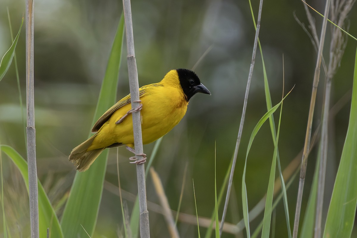 Black-headed Weaver - ML646392847