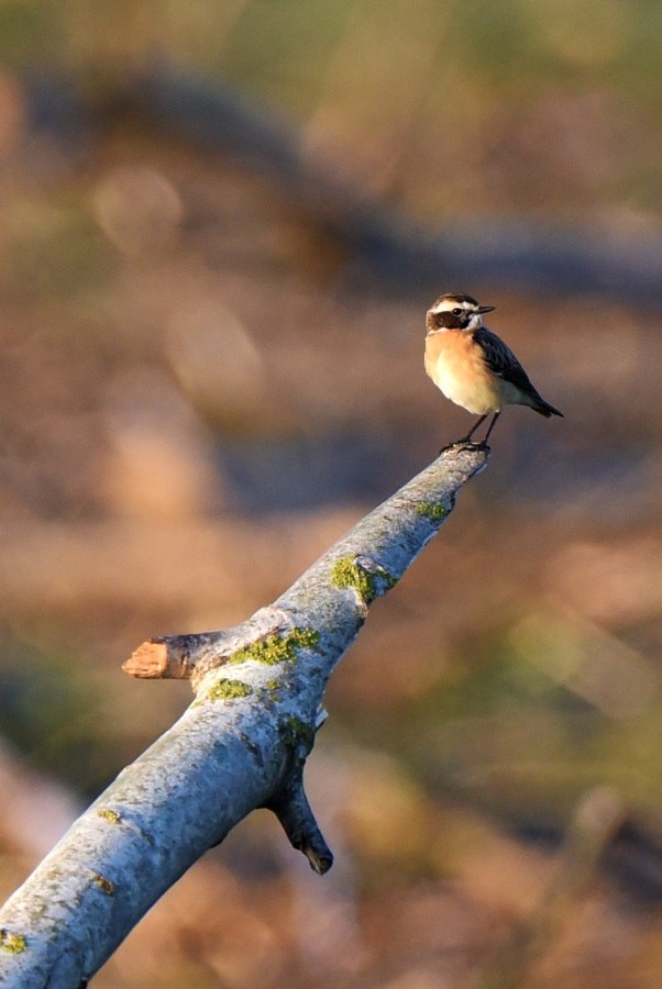 דוחל חום-גרון - ML646392848