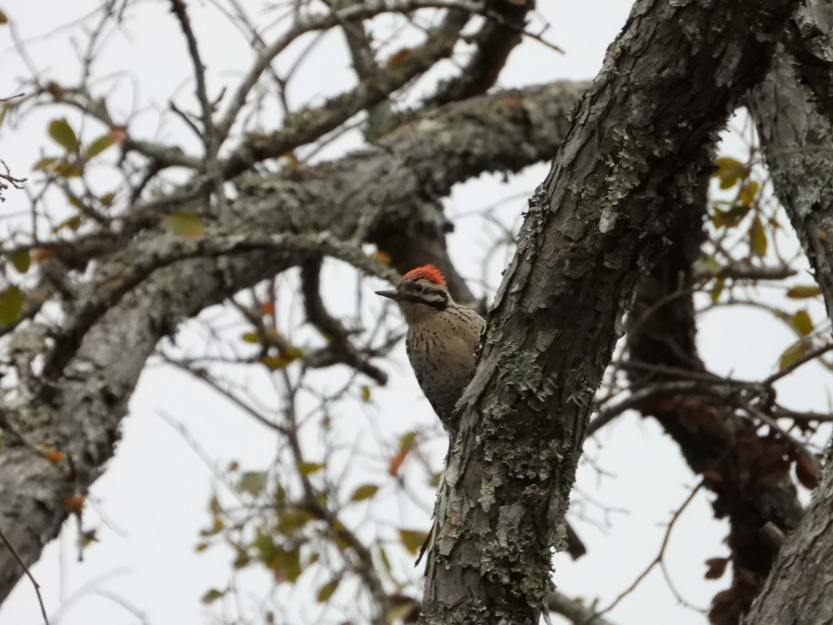 Ladder-backed Woodpecker - ML646392853