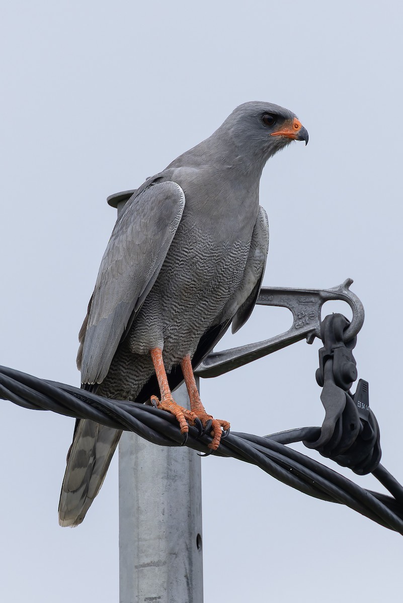 Dark Chanting-Goshawk - ML646392857