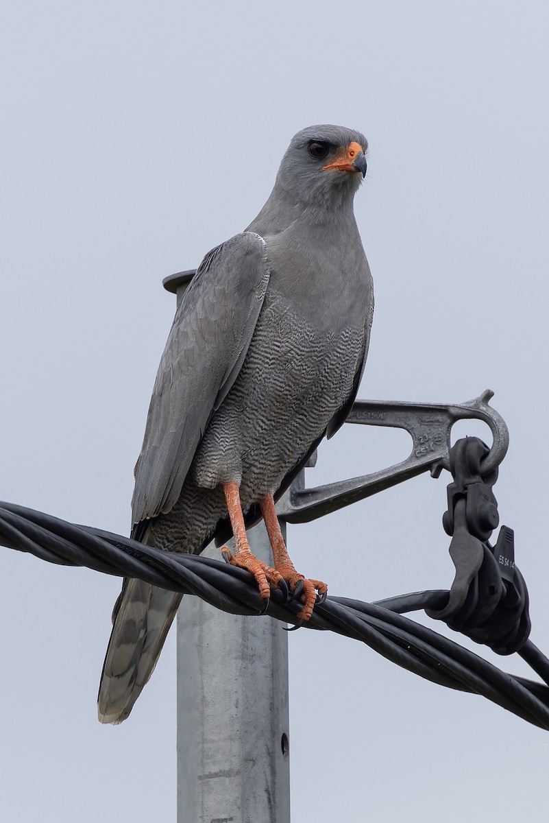 Dark Chanting-Goshawk - ML646392858
