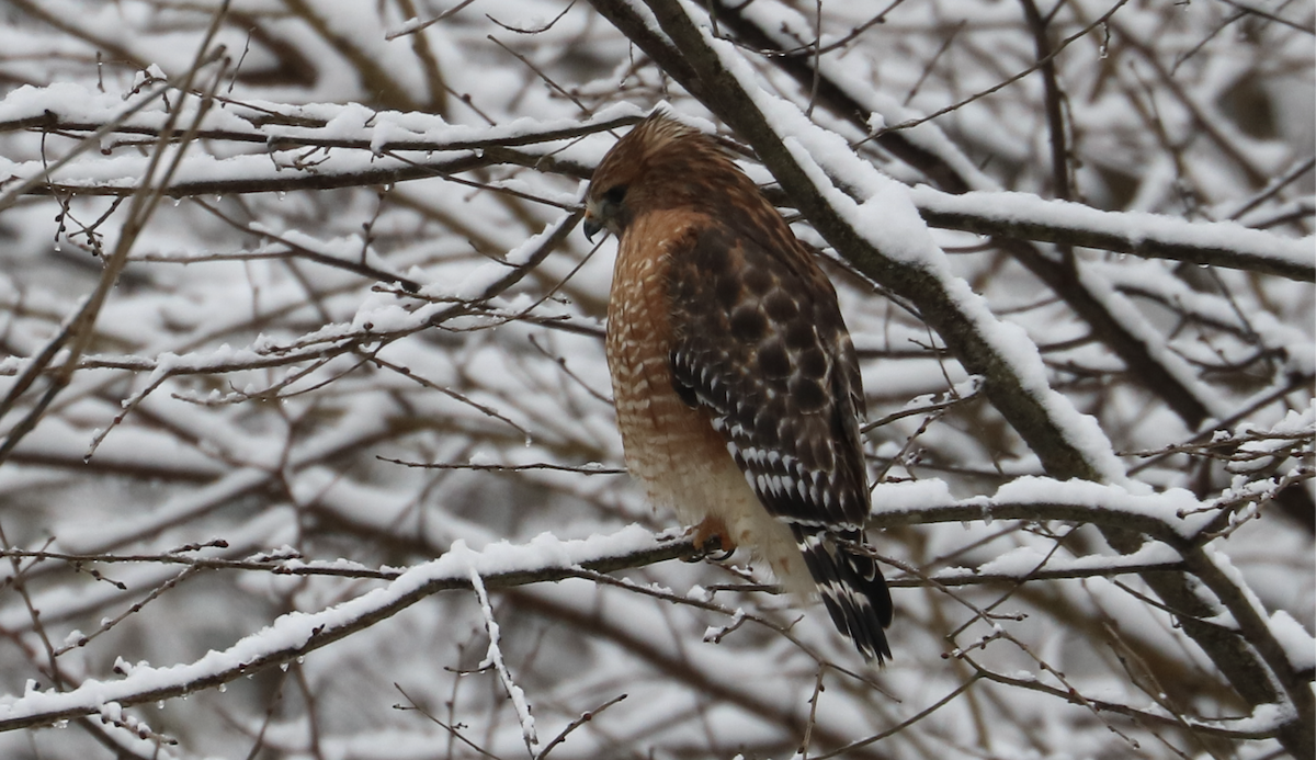 Red-shouldered Hawk (lineatus Group) - ML646392859