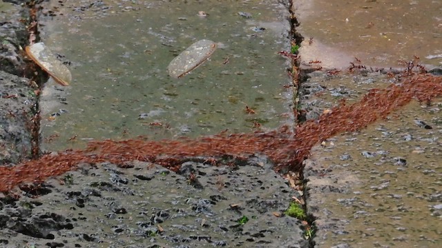 Hayvanlar - ML646392860