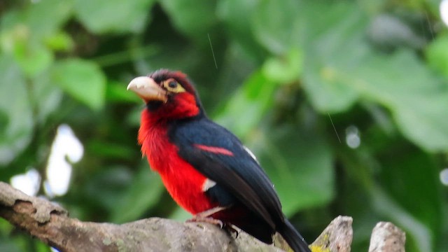 Dişli Barbet - ML646392866