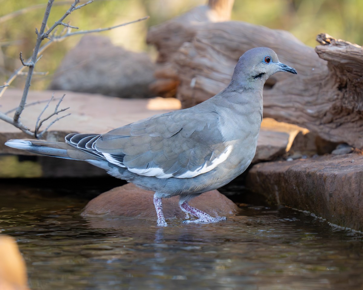White-winged Dove - ML646392868