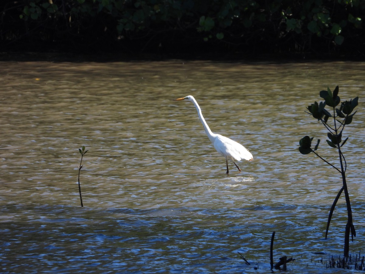 Büyük Ak Balıkçıl - ML646392870