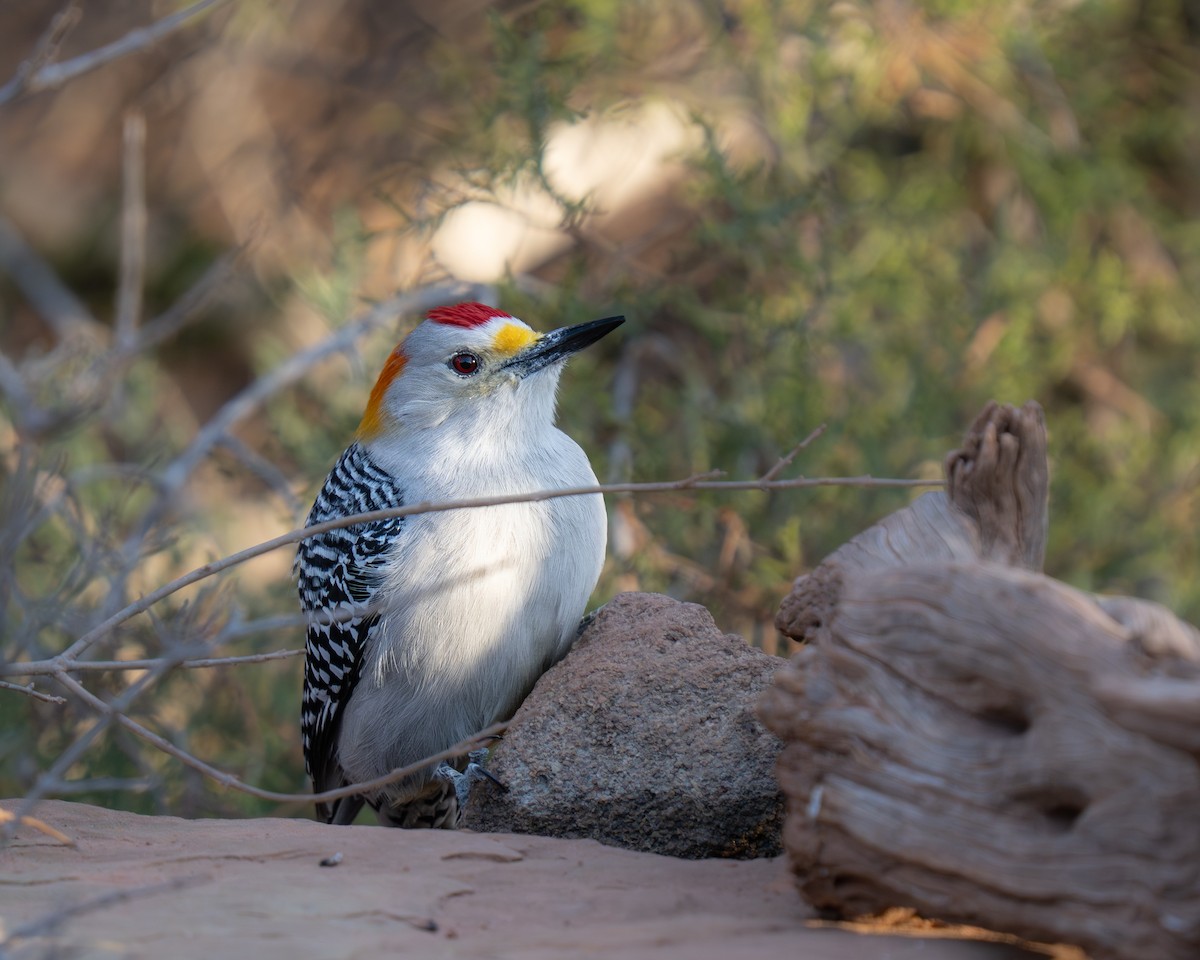 Golden-fronted Woodpecker - ML646392871