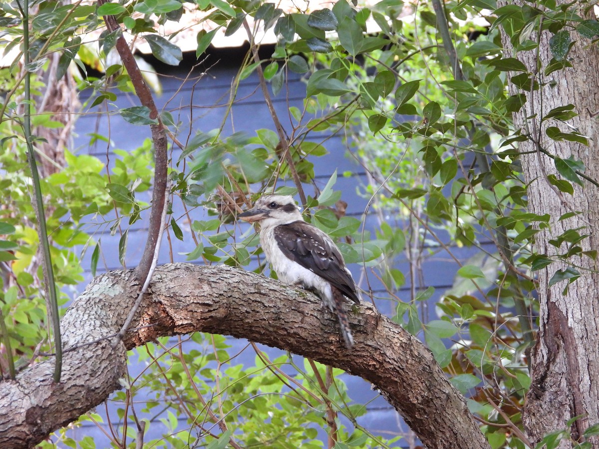 Kukabura - ML646392872