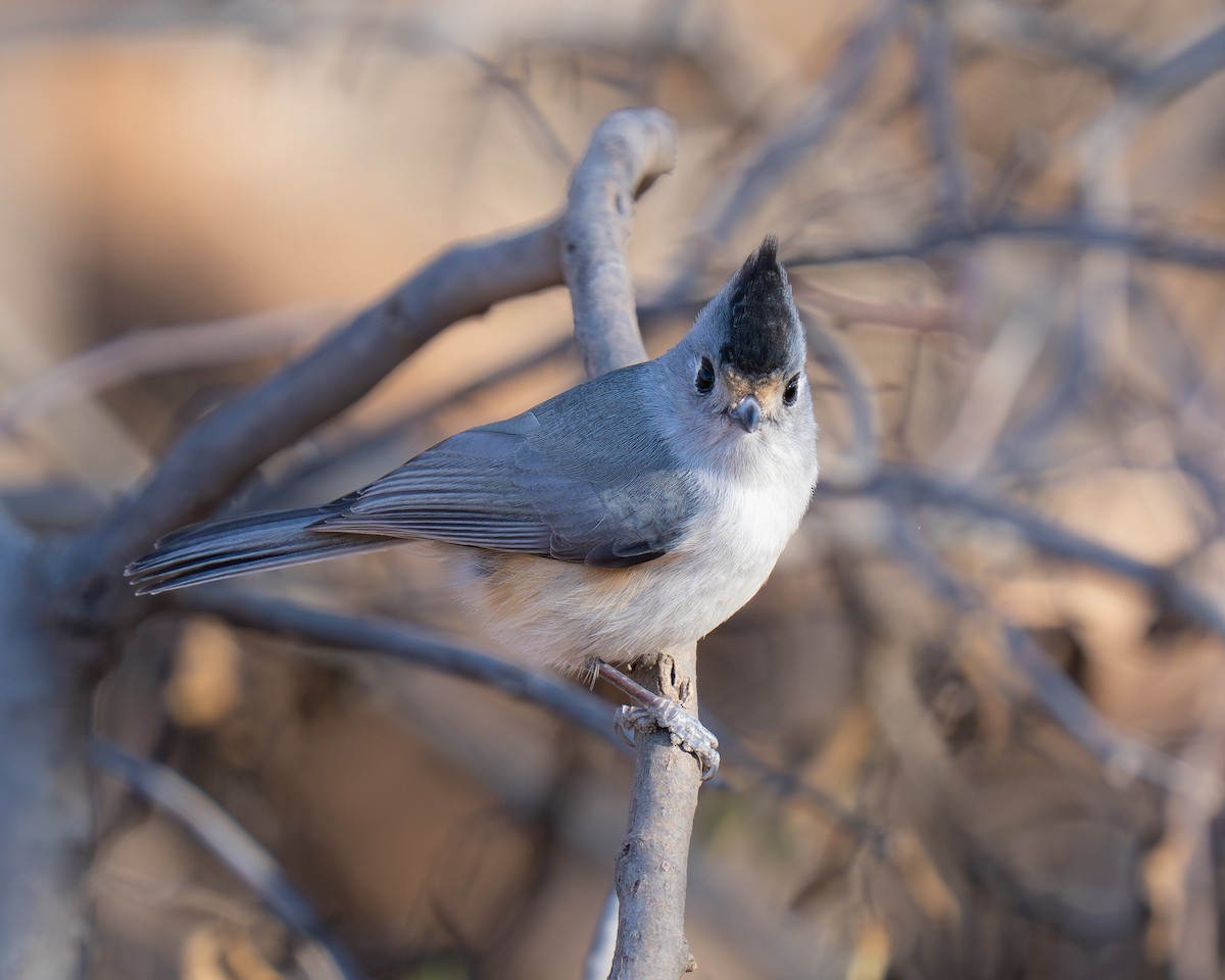 Black-crested Titmouse - ML646392880