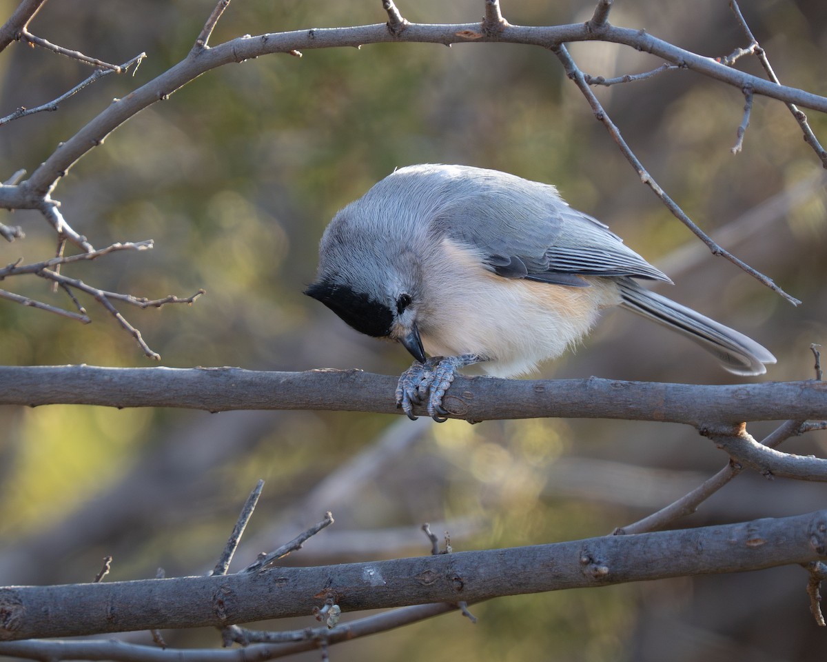 Black-crested Titmouse - ML646392881
