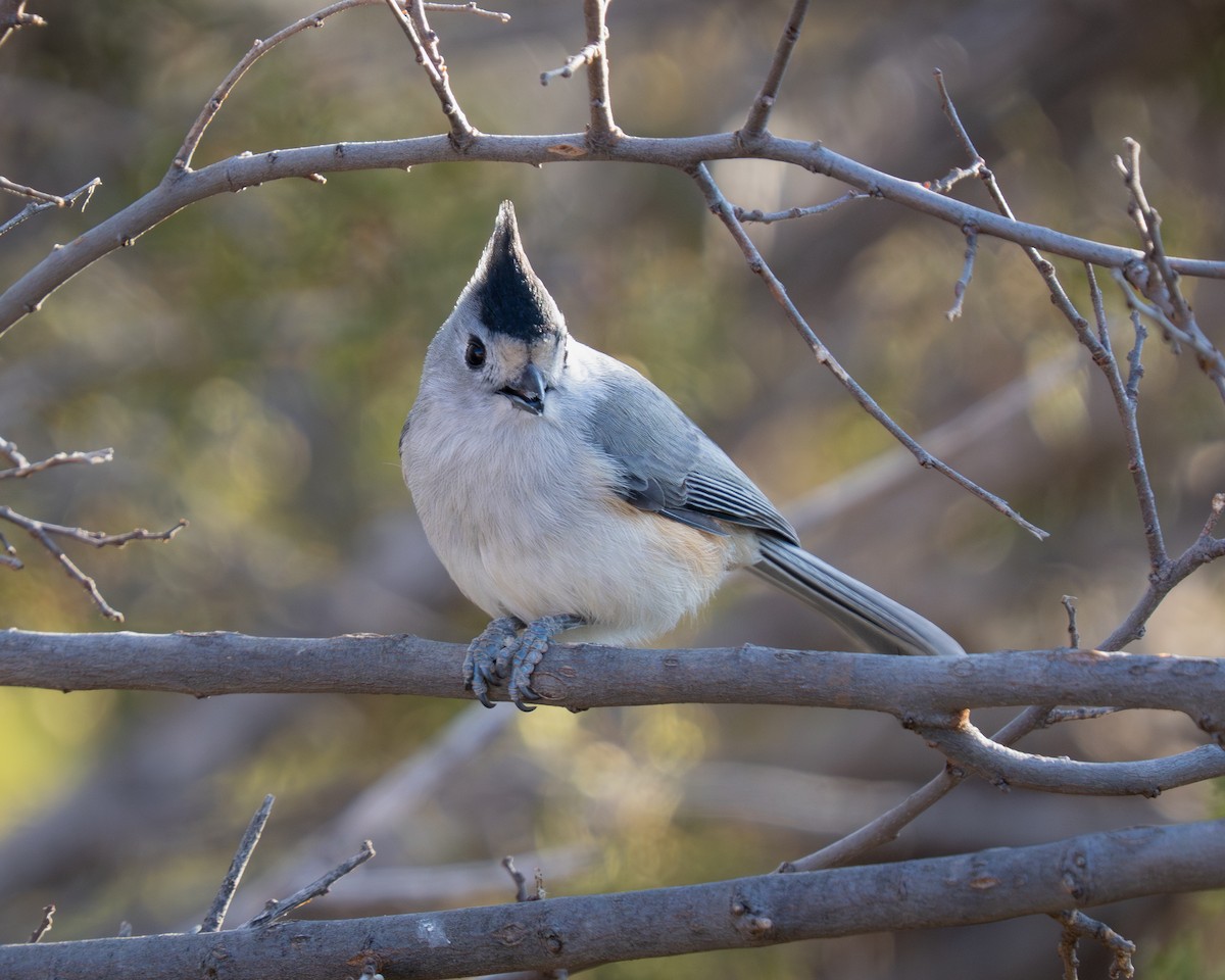 Black-crested Titmouse - ML646392882