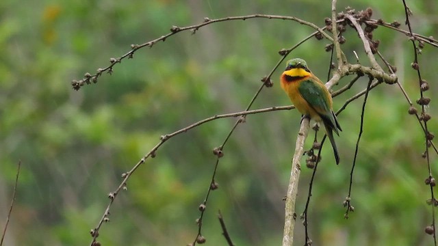 Küçük Arıkuşu - ML646392884