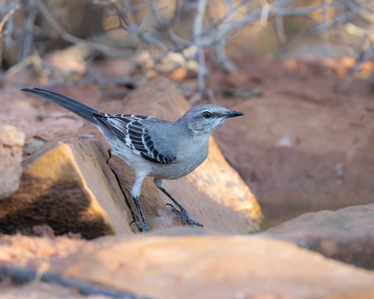 Gartenspottdrossel - ML646392885