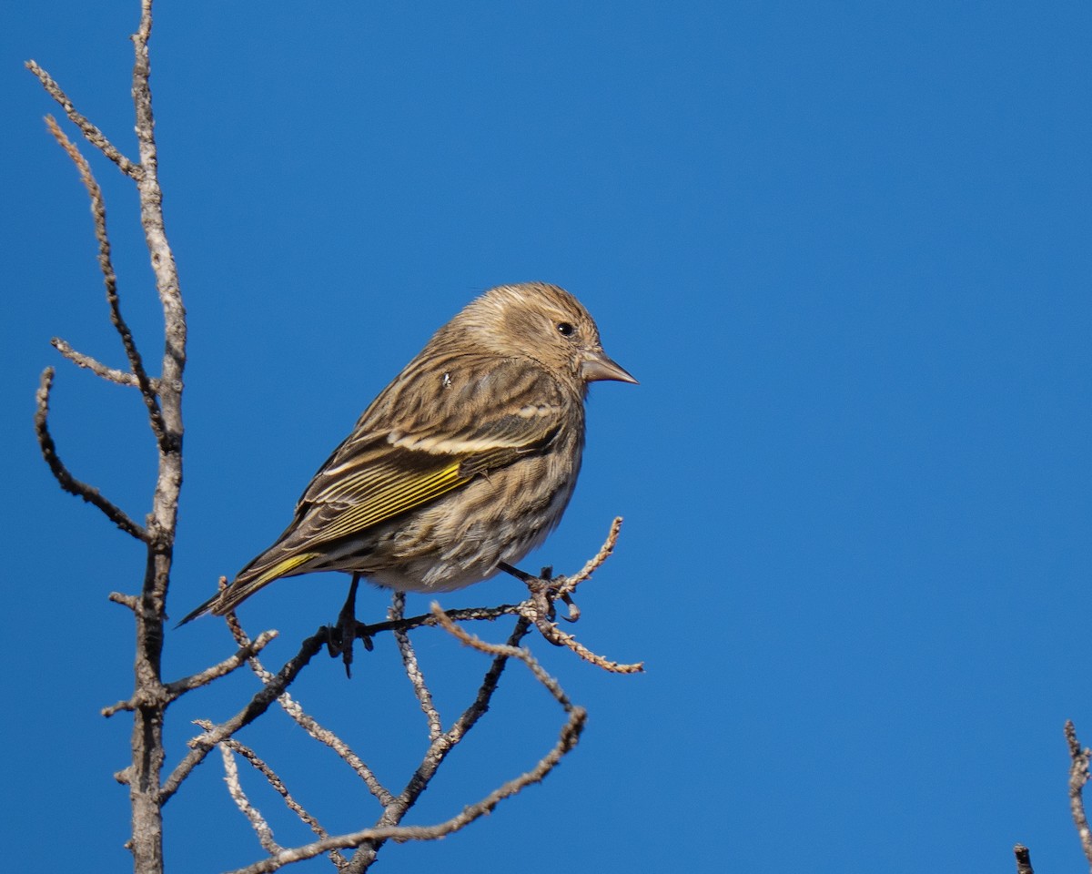 Pine Siskin - ML646392886